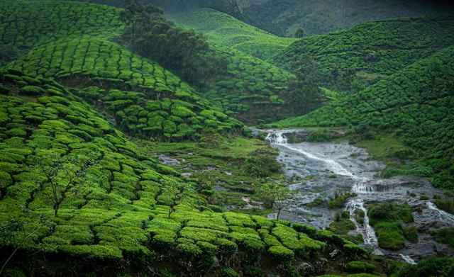 Coimbatore to Munnar Package